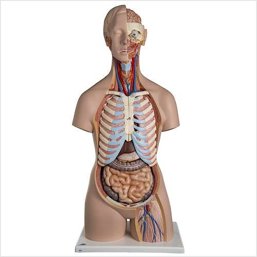 Torso Clasico Asexuado con Espalda Abierta, 21 Partes