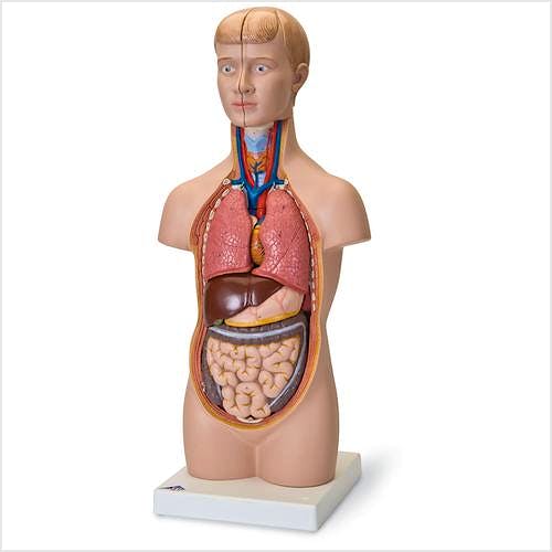 Mini-Torso con Cabeza (12 Partes)