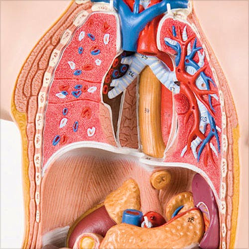Mini-Torso con Cabeza (12 Partes)