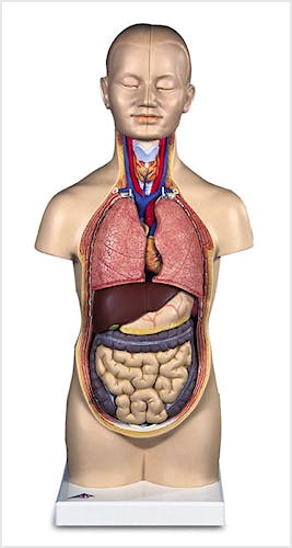 Mini-Torso con Cabeza (12 Partes)