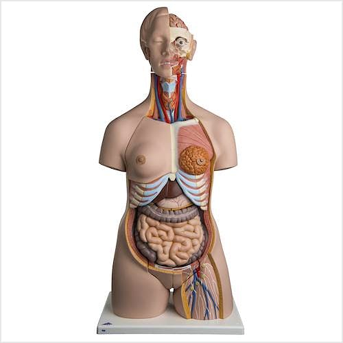 Torso de Lujo, con Cabeza, 24 Partes