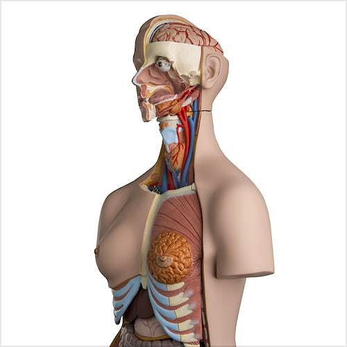 Torso de Lujo, con Cabeza, 24 Partes