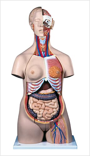 Torso de Lujo, con Cabeza, 24 Partes
