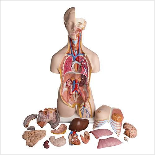 Torso de Lujo, con Cabeza, 24 Partes