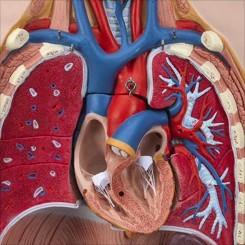 Torso de Lujo, con Cabeza, 24 Partes