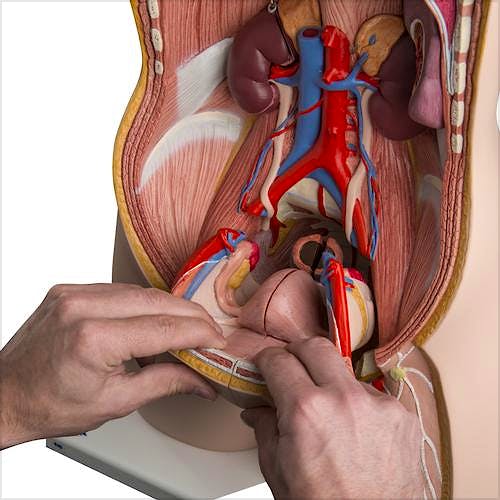 Torso de Lujo, con Cabeza, 24 Partes