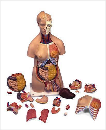 Torso con Cabeza, 20 Partes