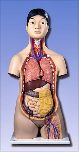 Torso Japonés, 15 Partes