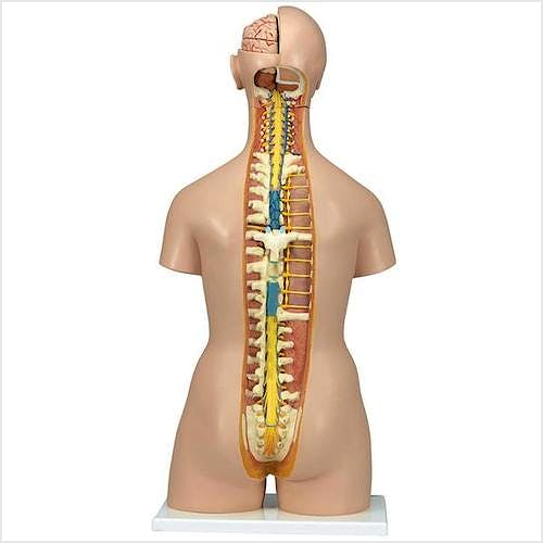 Super-Torso Bisexuado con Espalda Abierta, 28 Partes