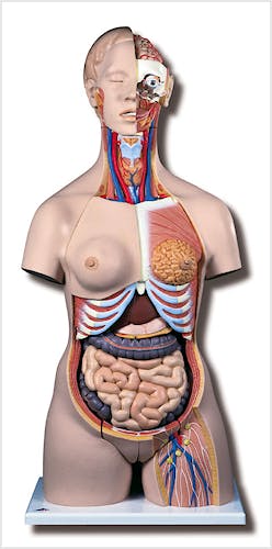 Super-Torso Bisexuado con Espalda Abierta, 28 Partes