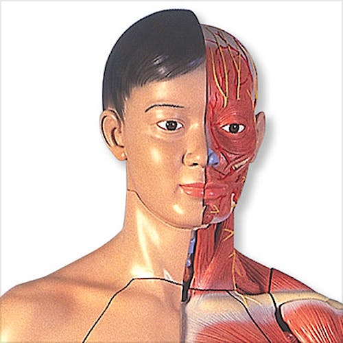 Figura Corporal Completa Asiatica de Doble Sexo, 39 Partes