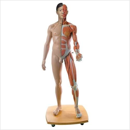 Figura Corporal Completa Asiatica de Doble Sexo, 39 Partes