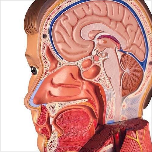 3bscientific® Figura Corporal Completa de Doble Sexo, 39 Partes