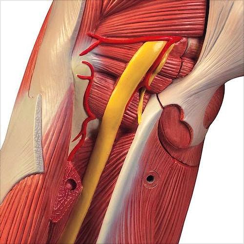 3bscientific® Figura Corporal Completa de Doble Sexo, 39 Partes