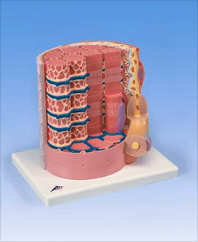 3B MICROanatomy™ Fibra Muscular (a 10.000 aumentos)