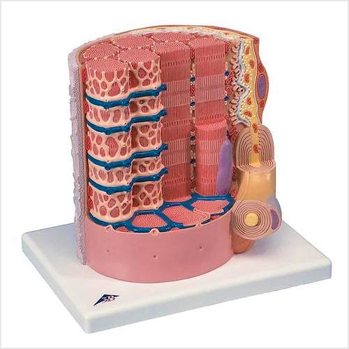 3B MICROanatomy™ Fibra Muscular (a 10.000 aumentos)