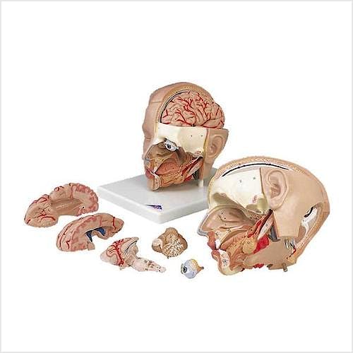 Modelo de Cabeza de Lujo, 6 Partes y Base