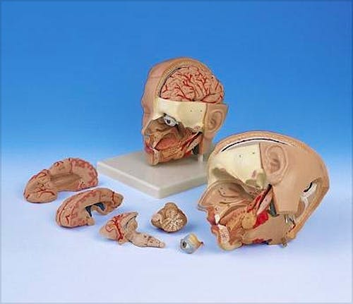 Modelo de Cabeza de Lujo, 6 Partes y Base