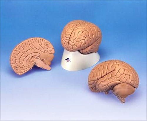 Cerebro Económico, 2 Partes