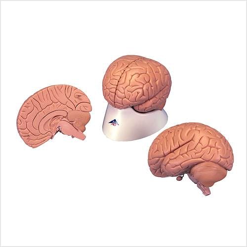 Cerebro Económico, 2 Partes