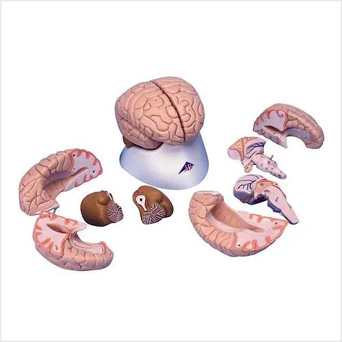 Cerebro de Lujo, 8 Partes