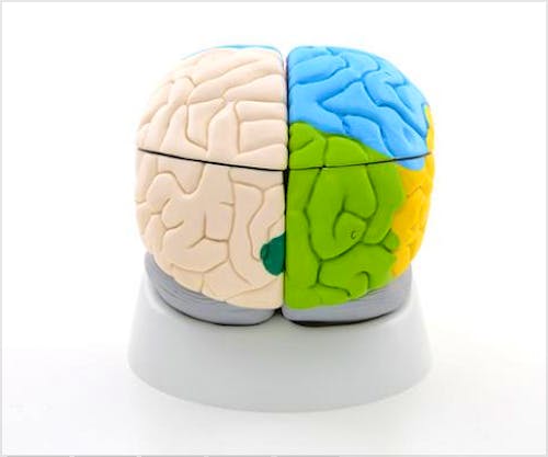 Cerebro Neuroanatómico, 8 Partes