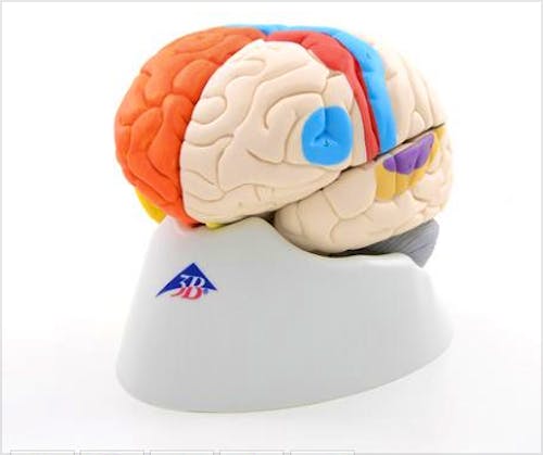 Cerebro Neuroanatómico, 8 Partes