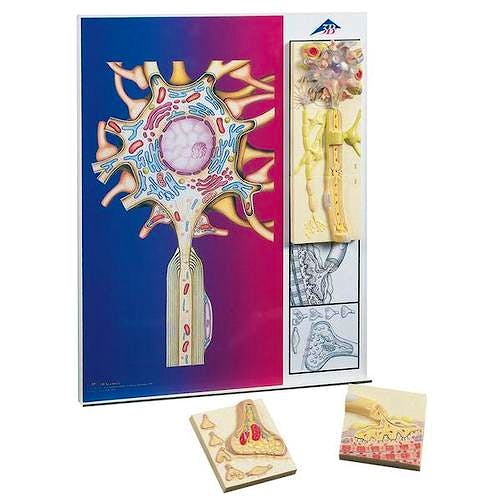 Modelo Magnético - Fisiología de los Nervios