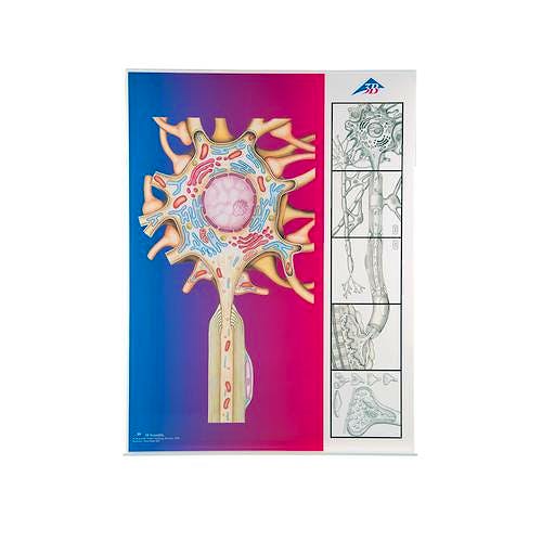 Modelo Magnético - Fisiología de los Nervios