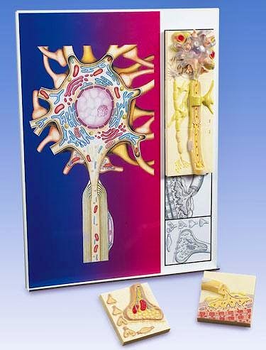 Modelo Magnético - Fisiología de los Nervios