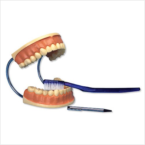 Modelo para el Cuidado de los Dientes