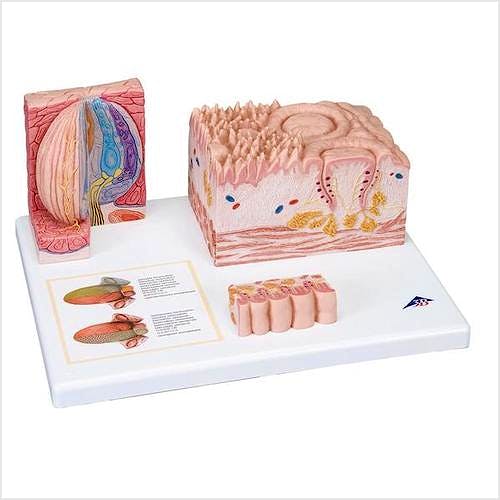 Lengua 3B Microanatomy