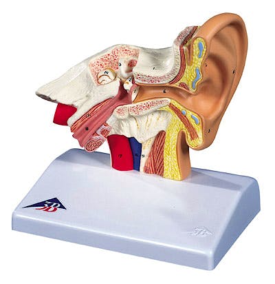 Modelo de Oido de Sobremesa, 1,5 Veces Su Tamaño Natural