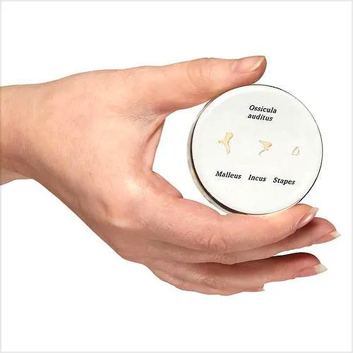 Osículos Auditivos de Tamaño Natural