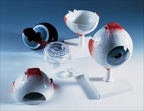 Modelo de Ojo, 6 Partes