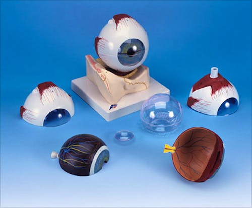 Modelo de Ojo (7 Partes)