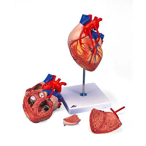 Corazon, 4 Partes, con Bypass, 2 Veces el Tamaño Natural