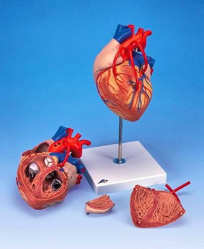 Corazon, 4 Partes, con Bypass, 2 Veces el Tamaño Natural
