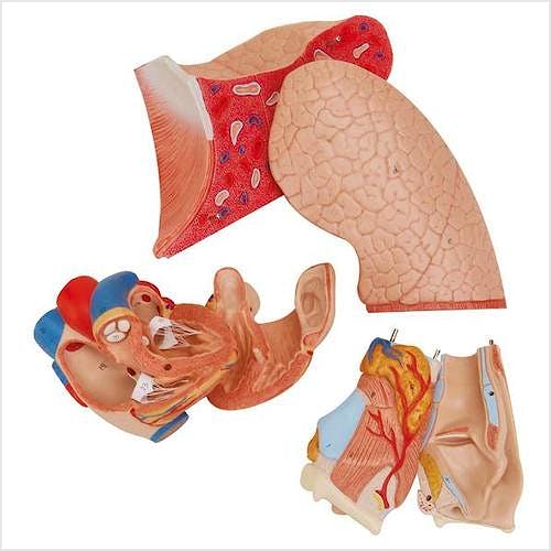 Pulmon, 7 Piezas