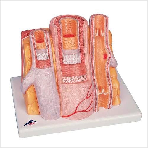 3B MICROanatomy™ Arteria y Vena (Magnificación de 14 Veces)
