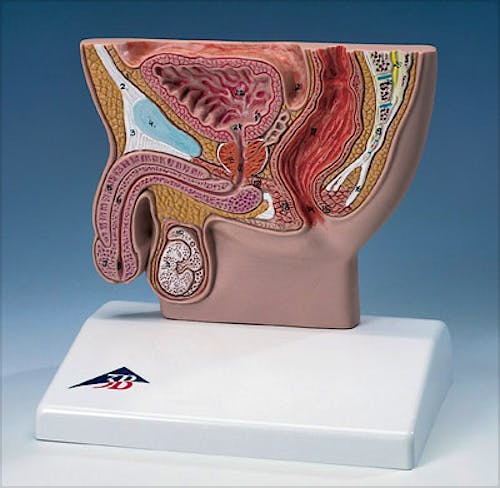 Corte Transversal de Pelvis Masculina