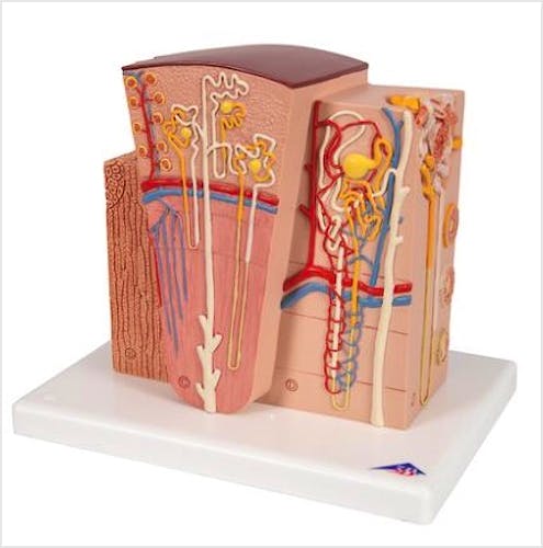 3B MICROanatomy™ Riñón