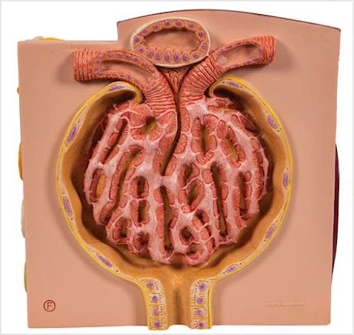 3B MICROanatomy™ Riñón