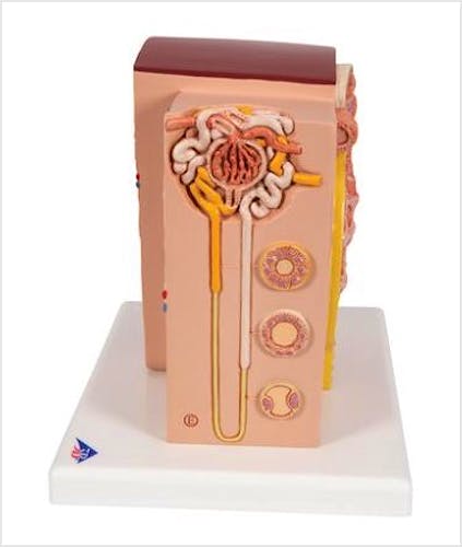 3B MICROanatomy™ Riñón