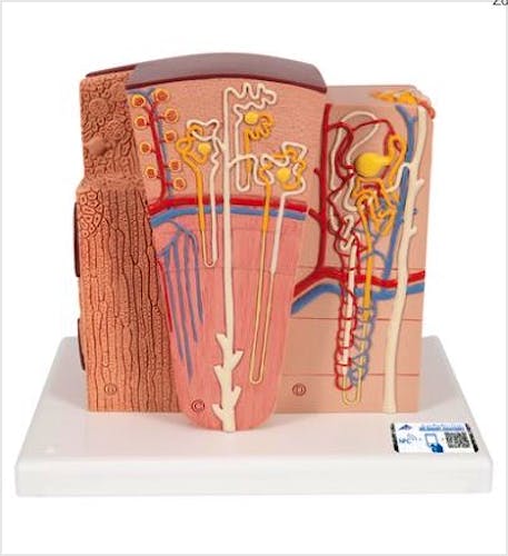 3B MICROanatomy™ Riñón