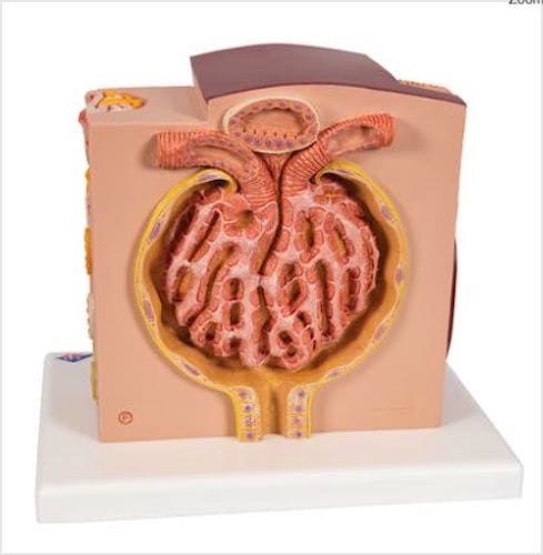 3B MICROanatomy™ Riñón
