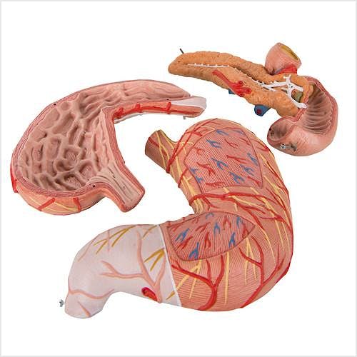 Estomago, Duodeno, Pancreas, 3 Partes