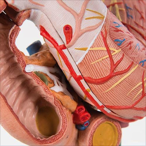 Estomago, Duodeno, Pancreas, 3 Partes