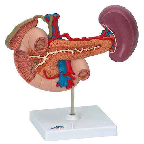 Órganos Posteriores del Abdomen Superior