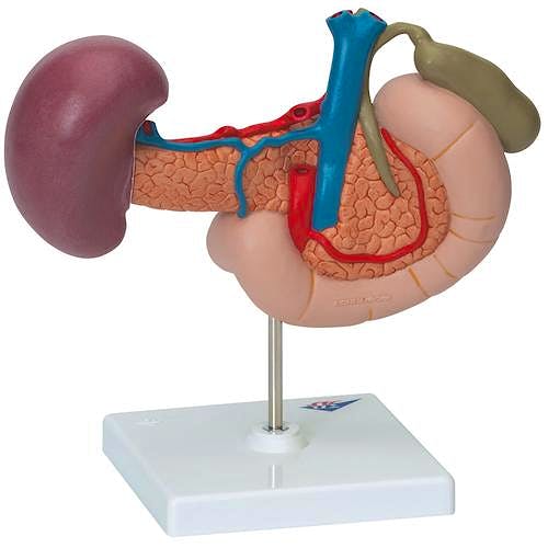 Órganos Posteriores del Abdomen Superior